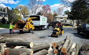 Tree and Shrub Care in Kennedale, TX