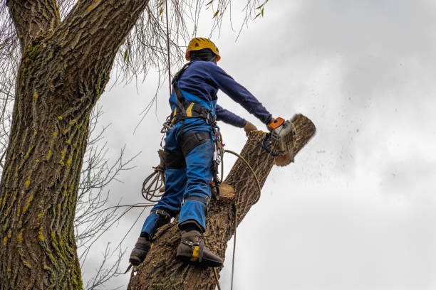 Best Seasonal Cleanup (Spring/Fall)  in Kennedale, TX