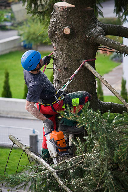 Best Commercial Tree Services  in Kennedale, TX