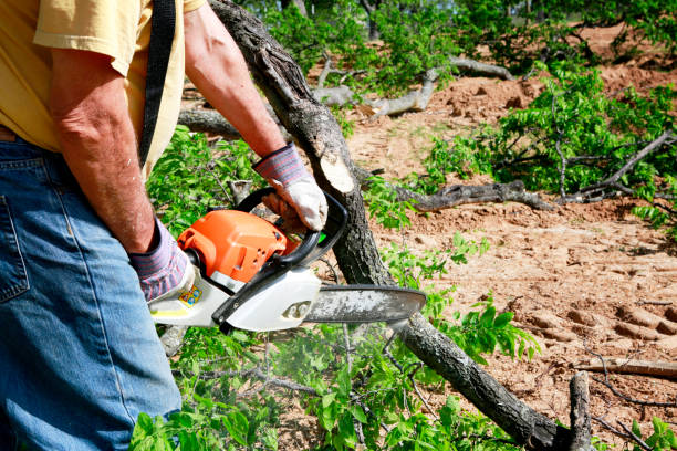 How Our Tree Care Process Works  in  Kennedale, TX